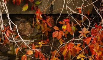 temporada de otoño con hojas de arce en el suelo y árboles que se vuelven de colores brillantes foto