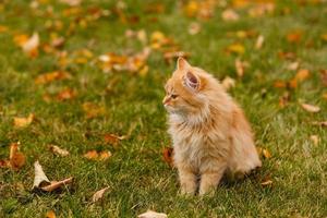 hermoso gato caminando en otoño en noviembre foto