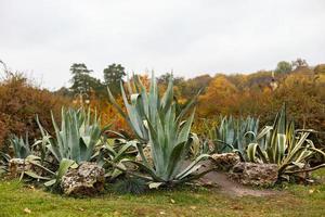 Squirrel sitting next to cactus autumn park photo