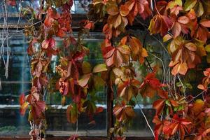 autumn season with maple leaves on ground and trees turning bright colors photo