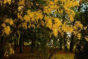 hojas de arce en un día soleado de otoño rama de hojas amarillas foto