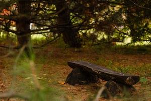 Bench in a park by a tree in autumn at hyde park photo