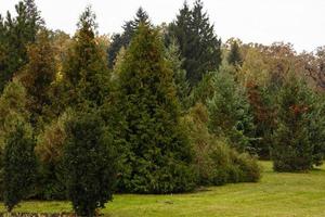 Fir and various trees in the park in autumn photo