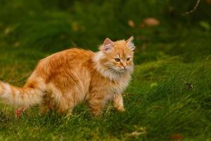 Red cat walking on the grass  hunting and looking up red cat in the grass in autumn photo