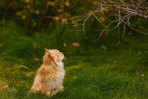 Beautiful vivid bright orange color cat lay on green grass in first red maple leaves photo