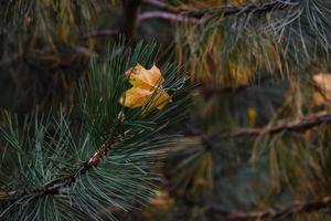 Two bumps on a branch of green spruce lush spruce branches with cones background photo