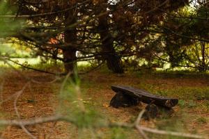 banco en un parque junto a un árbol en otoño en hyde park foto
