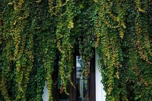 Autumn vine red and green leaves decorate stone wall and wooden door bush growths from clay photo