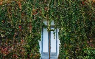 Autumn vine red and green leaves decorate stone wall and wooden door bush growths from clay photo