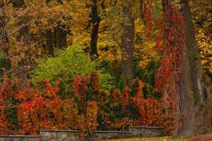 hojas de otoño rojas y marrones que crecen en la cerca textura de color agradable foto