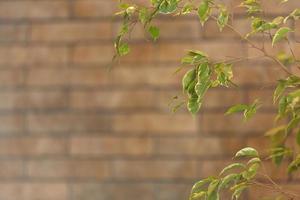 closeup view of benjamin ficus, next to the wall photo