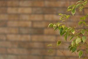 green leaves on wall brick background, ficus benjamin photo