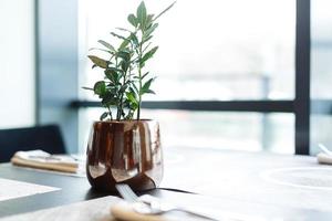 Green potted plant, tree in the pot on table against the window. Tree in a pot standing on glossy black table at modern apartment photo