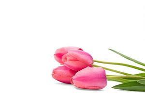 Pink tulips with green leaves lie on white isolated background. Holidays, International women's, mother's day, birthday, March 8. Copy space photo