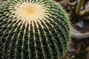 enfoque selectivo primer plano vista superior tiro en el grupo de cactus de barril dorado echinocactus grusonii