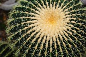 Selective focus close up top view shot on golden barrel cactus echinocactus grusonii cluster photo