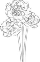 ramo de clavel, de diseño floral para tarjeta o impresión. ilustración de flores pintadas a mano aislada en fondos blancos, páginas para colorear florales de tinta grabada y libros para imprimir. vector