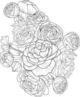 Bouquet of ranunchulas flower hand floral element tattooing, illustration ink art, blossom pencil sketch, coloring page, and book for adults isolated on white backgrourununchulas spring collect. vector