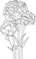 Carnation flower sketch art, vintage style printed for cute flower coloring pages.Vector illustration of a Beautiful flower with a bouquet of gillyflower, and leaves. isolated on white background. vector