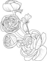 Sketch of ranunchulas flower illustration hand-drawn botanical leaf buds isolated on white, spring flower and ink art style, botanical garden element. vector