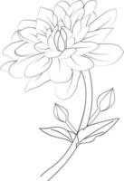 dibujo de flores de dalia, estilo vintage impreso para lindas páginas para colorear flores. ilustración vectorial de una hermosa flor con un ramo de dalia de nenúfares y hojas. aislado sobre fondo blanco. vector