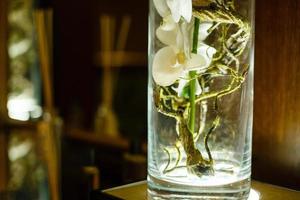 White orchid in a glass pot against the old wall background photo