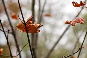 yellow leaf on the tree photo