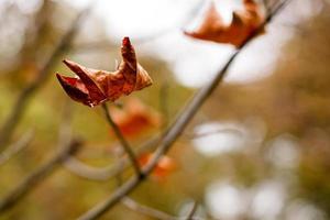 Yellow maple leaf on the ground in autumn sunlight photo