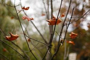 yellow leaf on the tree photo