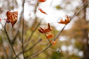 hoja de arce amarilla en el suelo a la luz del sol de otoño foto