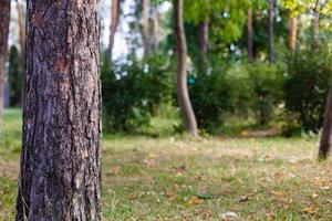 Tree trunk of pine forest photo