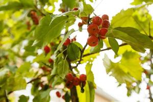 manzanas en un árbol foto