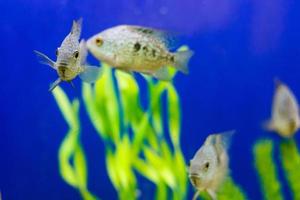 Tropical fish on vibrant coral reef underwater scene photo