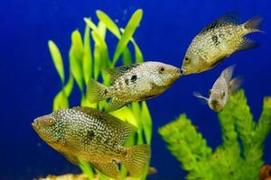 un par de peces en un arrecife de coral peces de coral se están besando foto