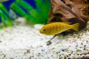 Yellow fish on coral reef fish keeping blue water background photo