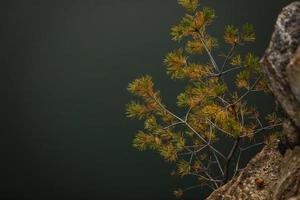 Yellow and orange needle leaves on pine branch with rim lighting photo