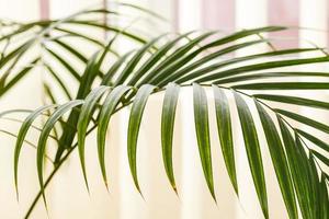 Close up of a green palm plant areca palm on a white background photo