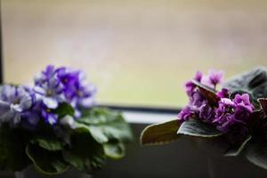 Las flores violetas de saintpaulias, comúnmente conocidas como violetas africanas, violetas de parma, se cierran aisladas foto