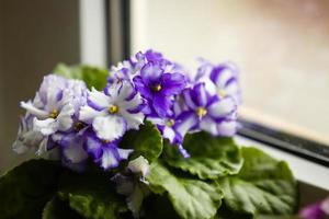 Las flores violetas de saintpaulias, comúnmente conocidas como violetas africanas, violetas de parma, se cierran aisladas foto