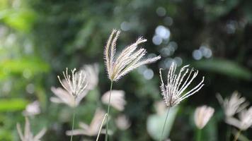 flor de hierba de dedo hinchada en el jardín de la naturaleza video