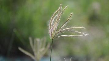 gezwollen vinger gras bloem in natuur tuin video