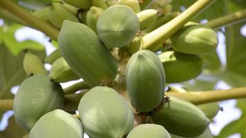 green papaya tree in fruit garden video