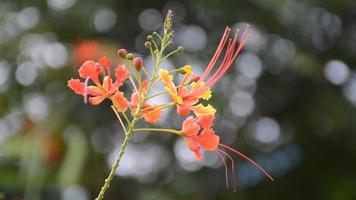caesalpinia pulcherrima flower in nature garden video