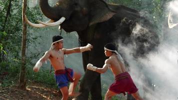 Two Young males wearing Thai tradition short, head and hands wrapped in twisted hemp rope and showing beautiful fighting art of Muay Thai, Blurred elephants and spreading white mist in background video