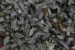 floral background, green ground cover of fluffy leaves of plants, Stachys woolly or Stahis photo