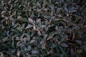 floral background, green ground cover of fluffy leaves of plants, Stachys woolly or Stahis photo