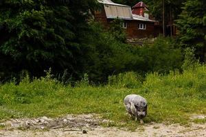 domestic pig on the background of wild forest, wild boar, mountains, tourism, greenery background, sucking-pig, close up face piggy photo