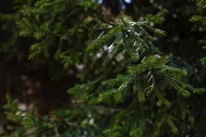 Pine tree closeup Pine branches in the sun photo