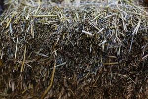 Texture of hay lying in meadow - top view photo