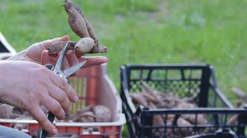 The gardener sorts out dahlia tubers. Plant root care. Dahlia tubers on the ground before planting. Planting a sprouted dahlia tuber with shoots in a spring flower garden. video